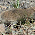 Northern%252520pocket%252520gopher