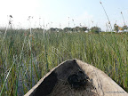 Okavangodelta