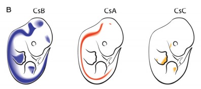 CsABC.JPG