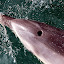 Deep Breath Part 2 - Bay Of Islands, New Zealand