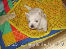[Westie%2520puppy%2520update%255B9%255D.jpg]