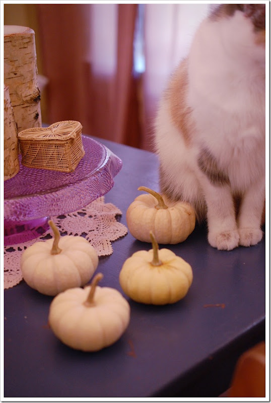 thanksgiving cats pumpkin