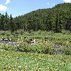 prunecreek1.jpg