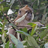 baby macaque Kinabatangan river