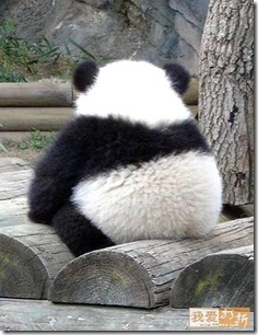 panda back