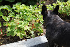 Sounds like a plan, Sharkey!  Remember to snip the stems and not pull on the berry itself!  And only pick the reddest ones.  Not all strawberries ripen at the same time, and we can always come back for more.