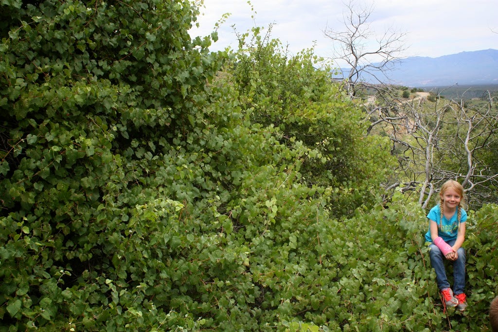 [bear%2520pics%2520mt%2520lemmon%2520clay%2520priesthood%2520362%255B4%255D.jpg]