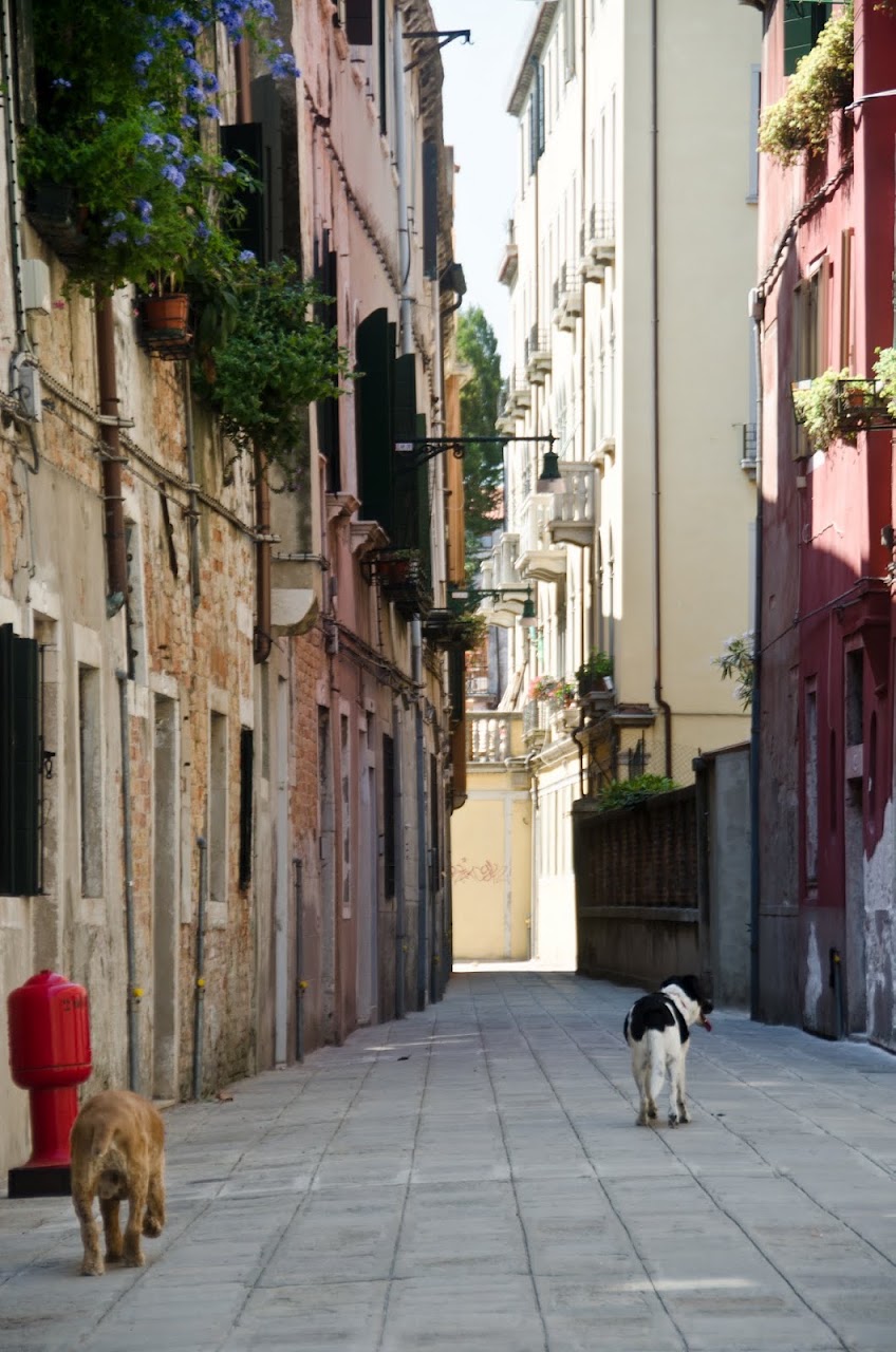Chewy and Abby in Venice