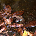 Bronze frog