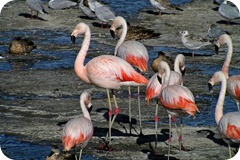 lago nimes flamencos