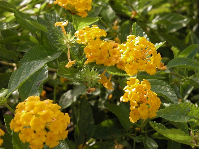 [Lantana%2520gold%255B3%255D.jpg]