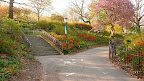 One of the foot path/bike path intersections in Riverside Park awash in daffodils and flowering quince profusion. Oh yeah, and a beautiful crab apple on the right in pink flush.