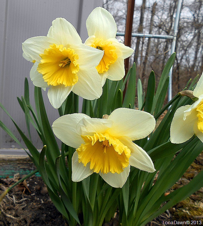 [Daffodils_White%255B8%255D.jpg]