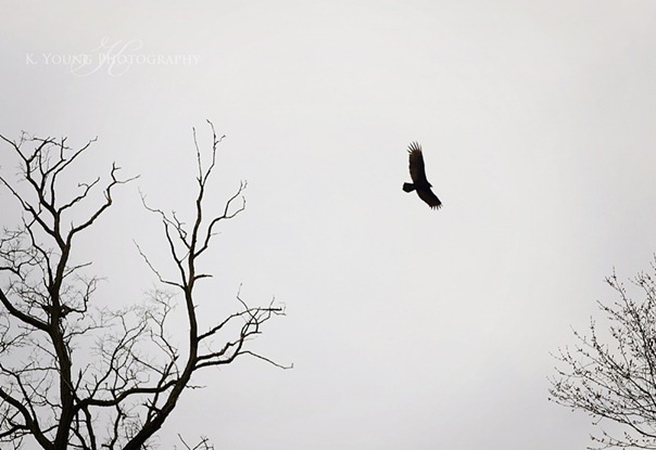 DSC_3368 copy 2