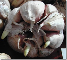 Garlic 'sprouts' when ready for planting
