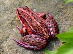 [9-the-red-frog1%255B5%255D.jpg]