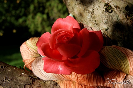 SONY DSC