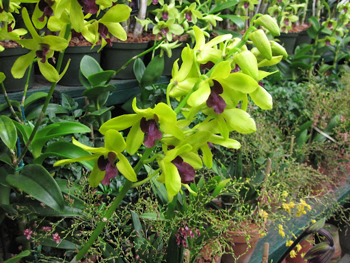 Beautiful dendrobium orchids... I love the bright green color!
