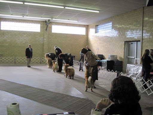 I remember this part from training with Trinity and Maddox.  I have to remember to keep focused and ignore the other dogs!