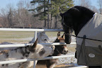 Sasa?  Well that's a very nice name and we hope you like the farm.  It's a pretty great place.  Just watch that Sharkey.  She likes to think she's a herding dog and she gets so silly.