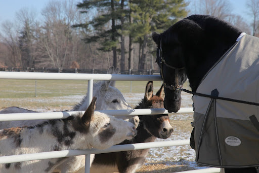 Sasa?  Well that's a very nice name and we hope you like the farm.  It's a pretty great place.  Just watch that Sharkey.  She likes to think she's a herding dog and she gets so silly.