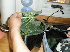 collards.jpg