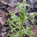 Toothpetal False Reinorchid