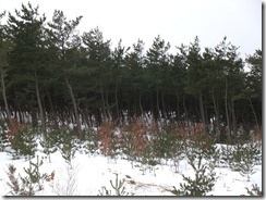 DSCF6878