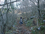 bosque en Mayau Pastor (Nava)
