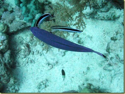 P Cleaner Wrasse