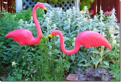 [flamingos_thumb13.jpg]