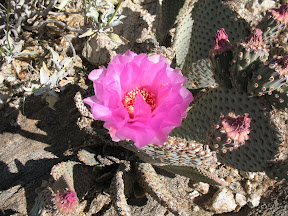 Beavetail cactus bloom