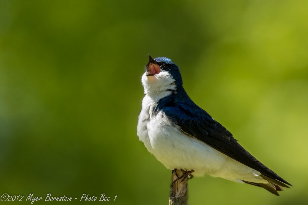 [Tree%2520Swallow%2520_D8C1724-Edit%2520May%252019%252C%25202012%2520NIKON%2520D800%255B3%255D.jpg]