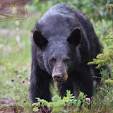 Segundo urso negro do dia!!! - Jasper - Alberta, Canadá
