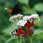 Portuguese Peacock