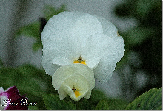 Pansy_White