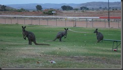 birds and roos rt 016