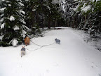 Oh girls, come smell over here!  The snow traps so many scents that a snow day like this makes us pups go crazy!  We are curious animals and need to take in everything around us!