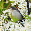 Blue-gray Gnatcatcher