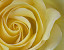 Yellow Rose