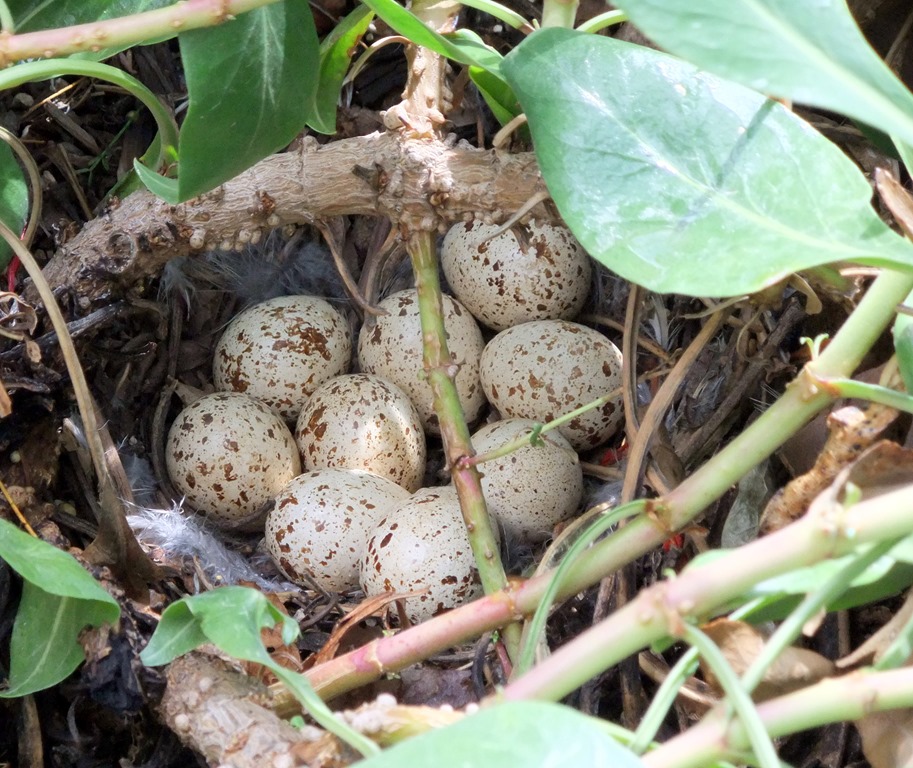 [Nine-quail-eggs-4-23-2010-10-39-44-A%255B2%255D.jpg]
