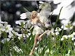 White Fairy On Flowers