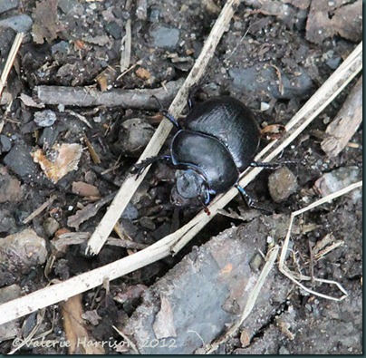56-dor-beetle 56-dor-beetle