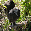 Black headed vulture