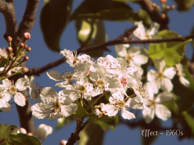 [White-Flowers-1-24.jpg]