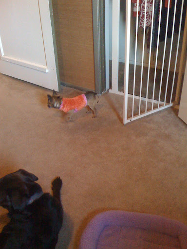 I have lots of fun stuff to wear now!  Because i'm so little my mom makes me cool sweaters out of socks!  This is my chenille one- it's soft!