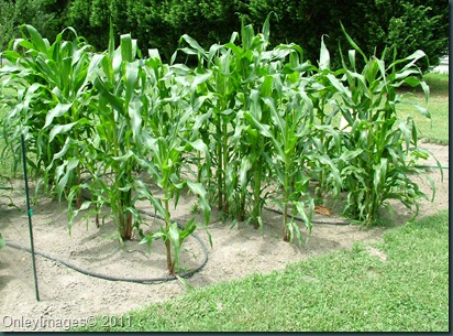 corn0623