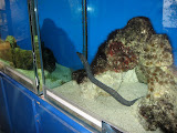 Eel