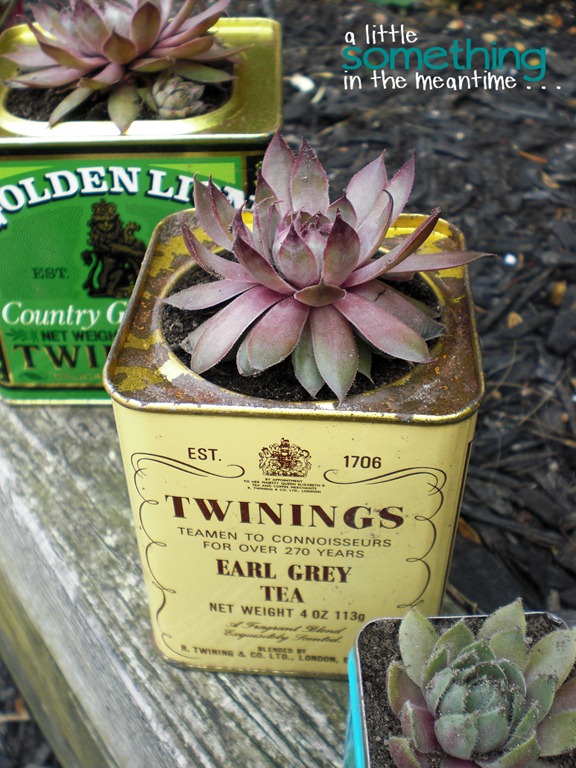 [Tea%2520Tin%2520Planters%2520After%25203%255B5%255D.jpg]
