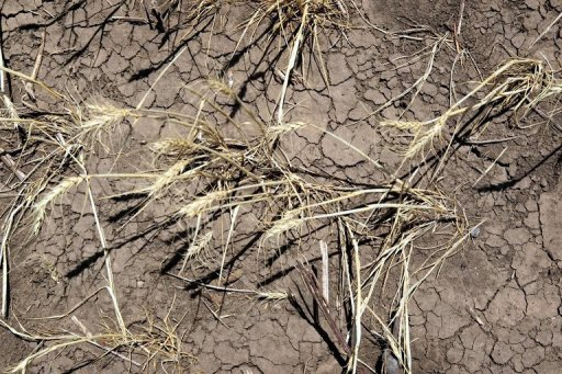 Drought-stricken wheat crops bake in the sun in 2011 near Hermleigh, Texas. More intense heat waves due to global warming could diminish wheat crop yields around the world through premature ageing, according to a study published in Nature Climate Change. physorg.com